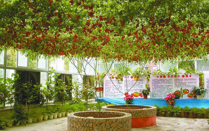 Cây cà chua "bạch tuộc" trái sai kín giàn (Ảnh: KT)