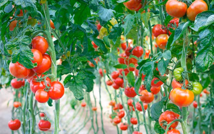 Những cây cà chua trĩu quả nhờ ứng dụng công nghệ cao (Ảnh minh họa: KT)