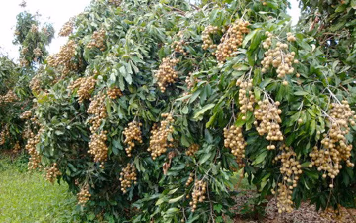 Chăm sóc nhãn với công nghệ nông nghiệp hiện đại khiến cây nào cũng sai trĩu cành (Ảnh: KT)