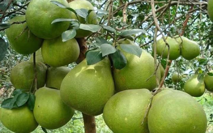 Nông dân Việt nay cũng học cách ứng dụng công nghệ cao trong trồng bưởi da xanh (Ảnh: KT)