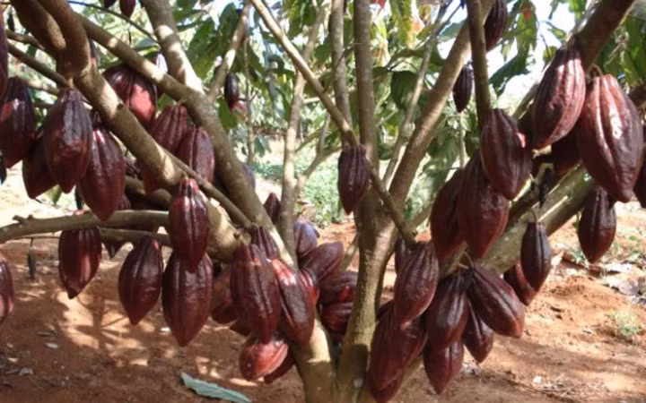 Cây ca cao chi chít quả từ gốc nhờ cách chăm bón đặc biệt (Ảnh: KT)