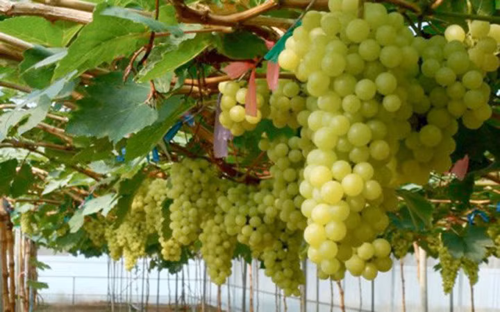 Vườn nho ứng dụng công nghệ cao (Ảnh: KT)