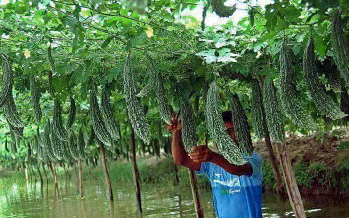 Giàn mướp đắng quả mọc tua tủa (Ảnh: KT)