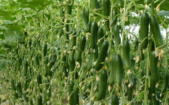 Nhờ ứng dụng công nghệ cao trong gieo trồng, vườn dưa chuột này chỉ toàn quả (Ảnh: Expertagro)