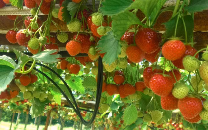 Vườn dâu tây được nông dân Đà Lạt trồng với phương pháp canh tác hiện đại (Ảnh: KT)