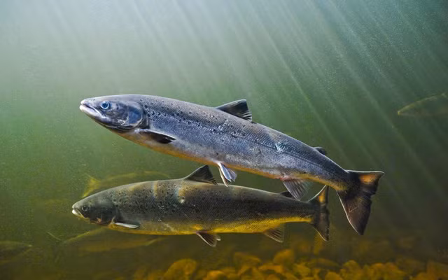 Mới đây, ông Kiyoshi Kimura lại bỏ ra 74,2 triệu yên (hơn 14,5 tỉ VND) để mua một con cá hồi khác tại phiên đấu giá cá hồi đầu tiên dịp năm mới 2017 ở chợ cá Tsukiji. Ảnh minh họa: Metro.