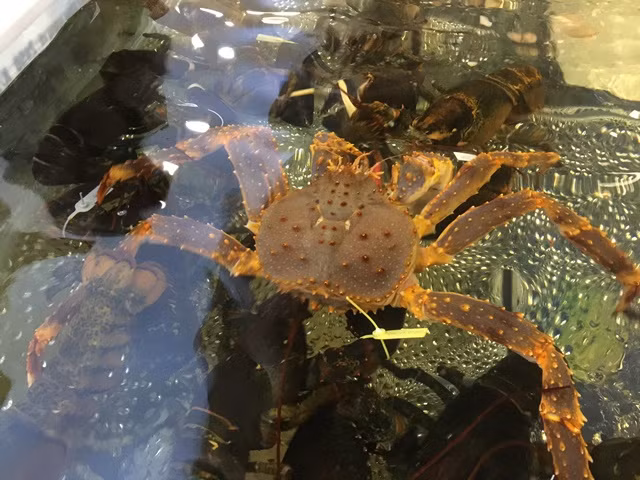 Cua hoàng đế nặng từ 2,5-4 kg/con, thậm chí có con nặng tới 4,5-5kg, có thể dài tới hơn 1 mét. Vì vậy, một con cua hoàng đế sống giá thấp nhất đã 5 triệu đồng, cao nhất lên đến gần chục triệu đồng/con. Chỉ những gia đình giàu mới có thể mua được loại cua này. Ảnh: Hanoiwiki.