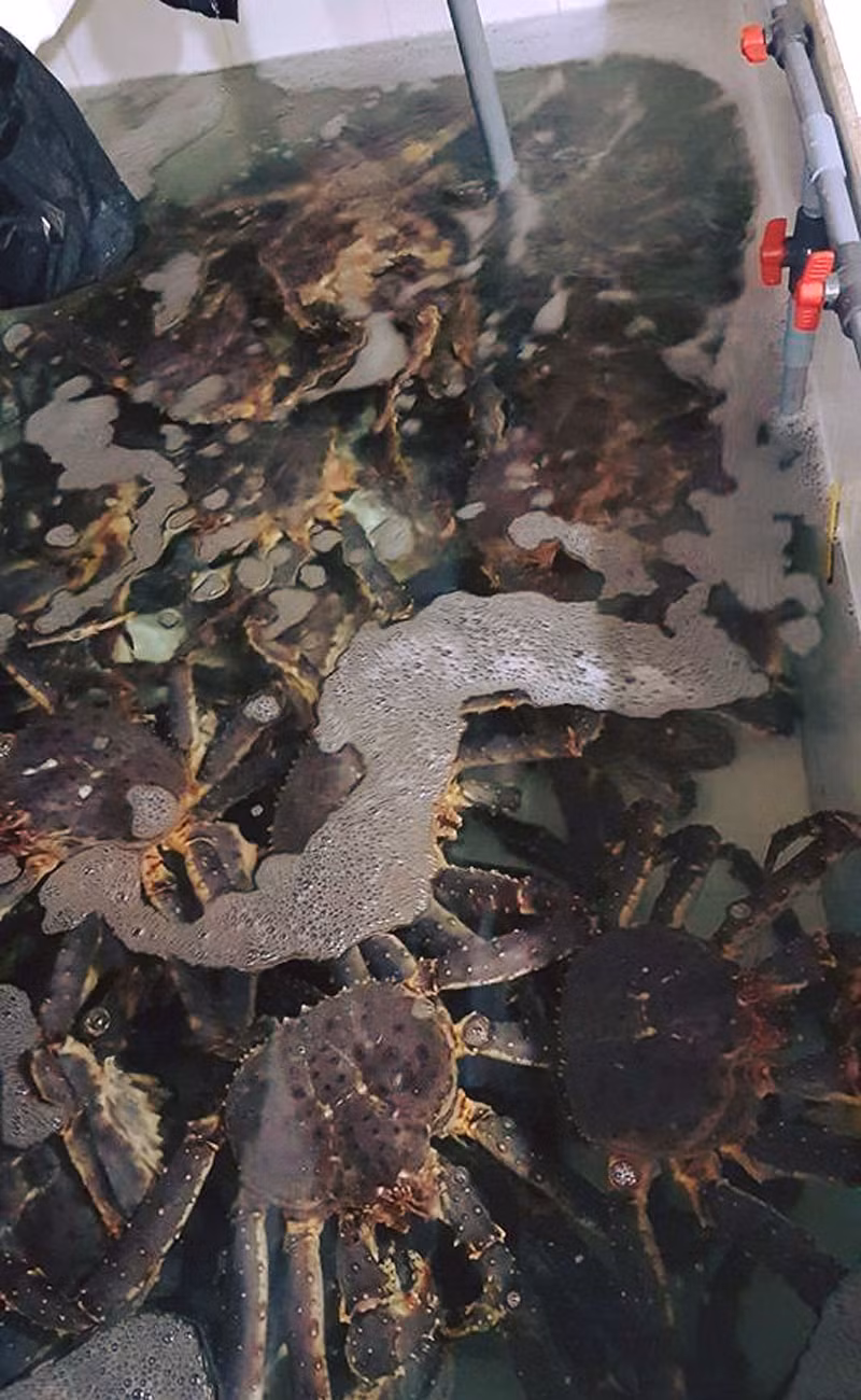 Cua tươi bảo quản lạnh có giá khoảng 1,2 triệu đồng/kg trong khi giá cua sống lên tới gần 2 triệu đồng/kg. Ảnh: Vietnamnet.