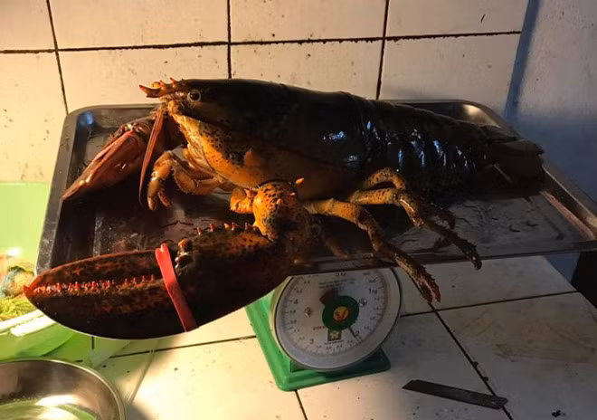 Vì tôm hùm Canada có hương vị đặc trưng, ngọt đậm nên nhiều đại gia quyết săn bằng được về chế biến dù mức giá không hề rẻ. Ảnh: Zing.