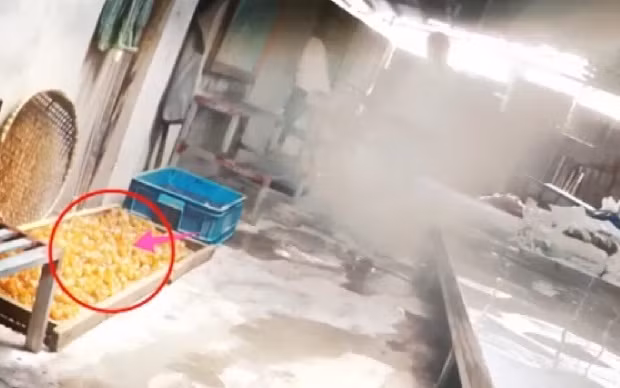 Chủ cơ sở đây cho biết không có giấy tờ, chỉ có người đi thu mua mới có giấy. Ảnh: ANTV.