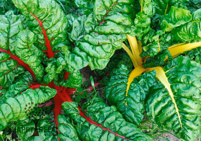 Một số loại côn trùng như bọ, rệp, ốc sên...thường bò lên cải cầu vồng ăn lá và thân cây vào ban đêm. Bạn lưu ý tìm và loại bỏ chúng càng sớm càng tốt. Ảnh: Happytrees.