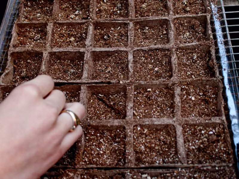 Bạn có thể gieo hạt cải cầu vồng vào từng ô, sâu 1,5cm. Nếu gặp điều kiện thuận lợi, hạt giống sẽ nảy mầm trong khoảng 1 tuần. Ảnh: Dân Việt.