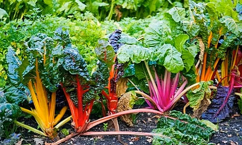 Ngoài ra, cải cầu vồng cũng rất ưa sáng. Bạn nên chọn nơi đón nhiều ánh sáng mặt trời để cây phát triển tốt nhất. Ảnh: Khám phá.