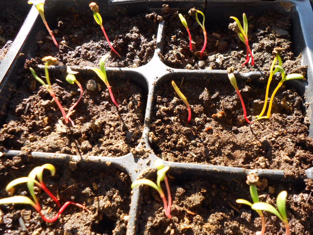 Đất trồng thoát nước tốt, ít độ chua, và có khả năng giữ độ ẩm cao là phù hợp nhất để cải cầu vòng phát triển. Ảnh: Dân Việt.