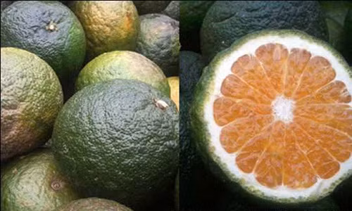 Cam sành không hạt múi có màu vàng cam, sáng đẹp. Vỏ quả ít sần và bóng hơn nhiều so với cam sành thông thường. Ảnh: Dân Việt.