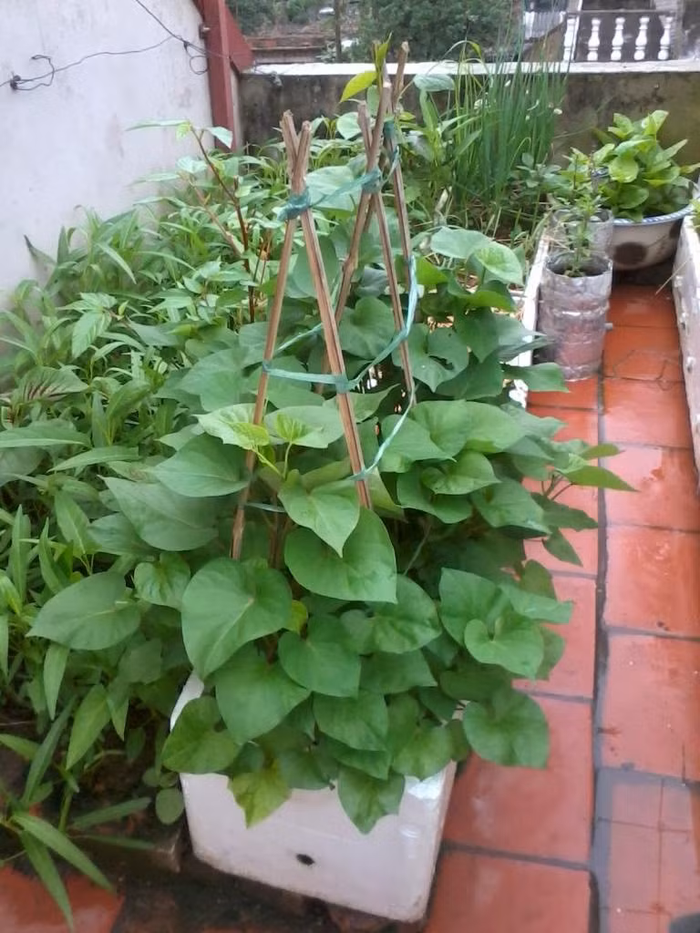 Khoai lang xanh mơn mởn. Ảnh: Nongnghiep.