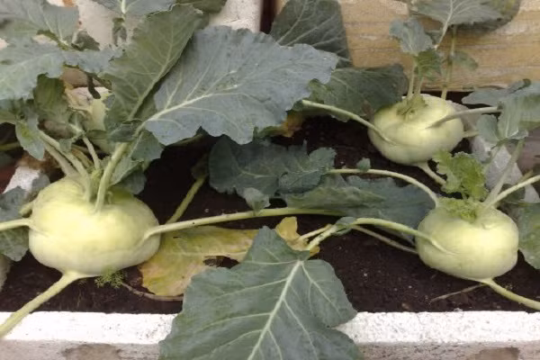 Su hào bụ bẫm. Ảnh: Hafelevietnam.