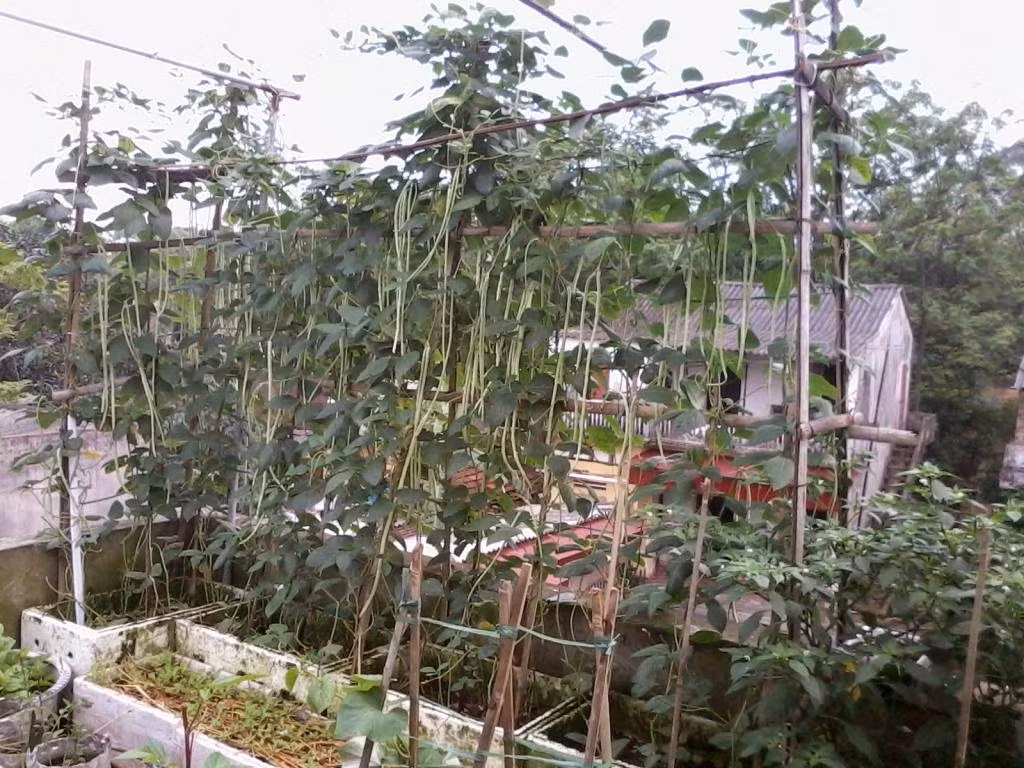 Giàn đậu đũa phủ xanh cả sân thượng. Ảnh: Nongnghiep.