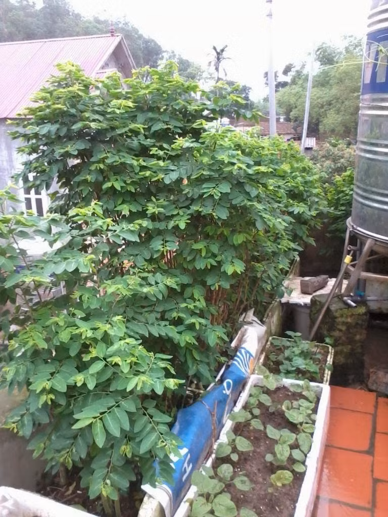 Thích mắt với vườn rau ngót tốt um. Ảnh: Nongnghiep.