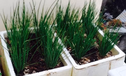 Hành lá xanh um. Ảnh: Khám phá.