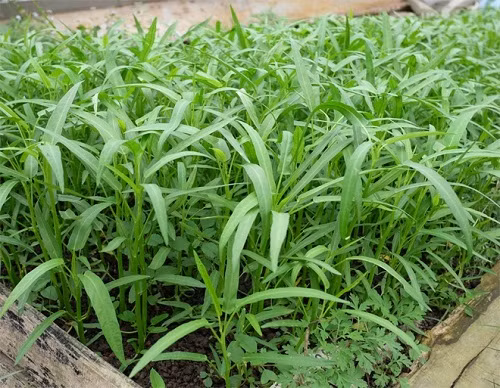 Rau muống trồng mới bằng cách giâm cành sẽ đảm bảo được đặc tính của cây mẹ, tăng tỷ lệ phát triển thành công và thời gian thu hoạch ngắn hơn so với phương pháp gieo hạt .