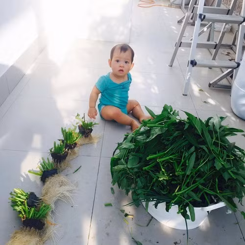 Cách đây không lâu trên trang cá nhân, bà xã Lý Hải chia sẻ cách trồng rau muống tốt um, hái mỏi tay cho cả nhà ăn no, được hàng chục nghìn người thích và bình luận. Bà mẹ 4 con còn hào hứng: "Sáng cuối tuần cho dậy sớm ra vườn vận động làm nông dân cho khoẻ người... Nay nhà mình ăn canh chua rau muống và rau muống xào tỏi nhá!"