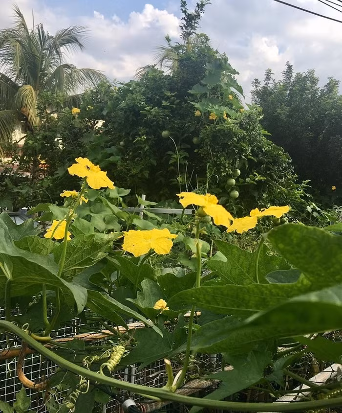 Giàn mướp hương xanh mướt của gia đình chị Ly.