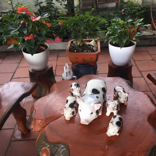 Thời gian đầu vì chưa có kinh nghiệm trồng, cây bị chết khá nhiều, nhưng hiện đến hiện tại, việc chăm sóc cây cối của chị Điệp đã trở nên “nhàn tênh”. Mỗi ngày, chị dành thời gian 30 phút buổi chiều để tưới cây. Để việc chăm sóc đỡ vất vả, chị còn thiết kế giàn phun sương tưới cho cây mỗi ngày.