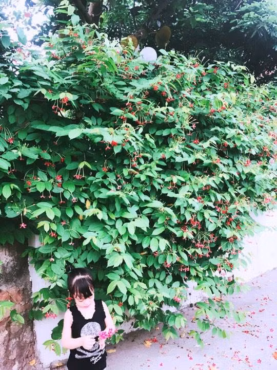 Một bụi hoa rất đẹp ở tường nhà.