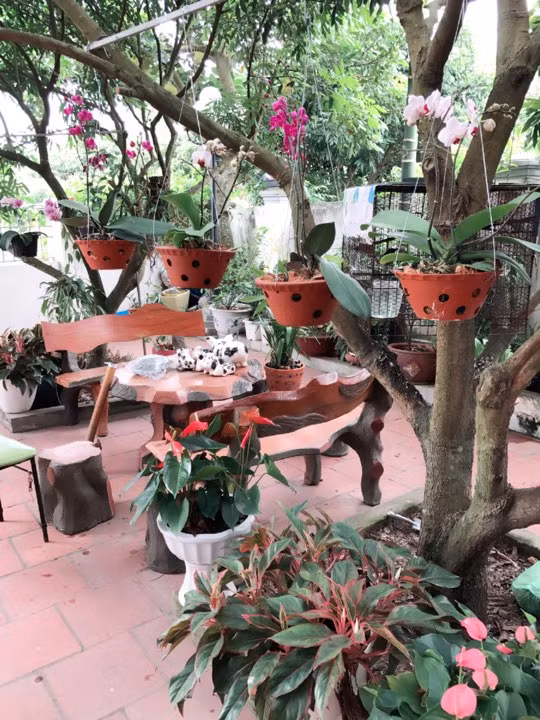 Từng góc nhỏ trong sân nhà được chị chăm chút cẩn thận.