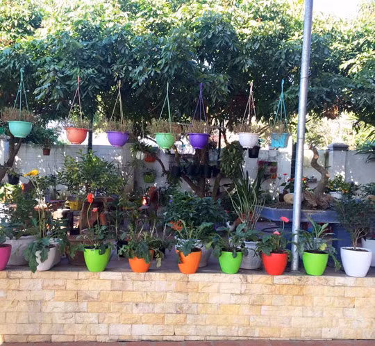 Chị Điệp còn tận dụng những cành nhãn, vải lâu năm trong sân vườn để làm giá treo các giò hoa phong lan.