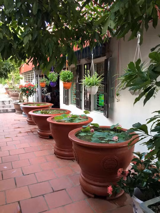 “Vườn nhà mình rộng nên bên hông nhà, mình muốn tạo ra không gian thật đẹp với nhiều loại hoa. Mình mê hoa và nghiện hoa lắm. Có những thời điểm, mình nghiện hoa đến nỗi đi phiên chợ hoa lần nào là hết cả chục triệu lần đó.