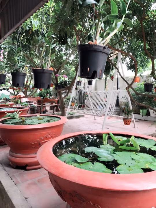 “Mình là người lên ý tưởng và sắp xếp không gian xanh trong khu vườn nhà mình, dưới sợ hỗ trợ đắc lực của ông xã. Những việc nặng như bê chậu đặt bố trí các địa điểm, lấy đất trồng cây hay làm dây để treo giỏ đều ông xã mình phụ giúp. Khu vườn này không chỉ thỏa mãn đam mê của mình mà còn là chỗ vui chơi cho các con và cũng là nơi giải trí của gia đình mình”, chị Điệp chia sẻ.