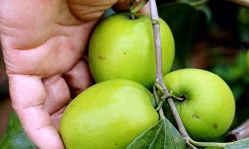 Tao “khung” ban dip Tet, thu tien trieu moi ngay-Hinh-2