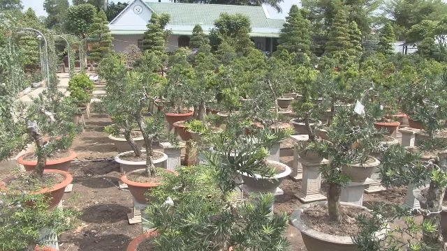 Vuon canh 70 ty cua lao nong Dong Thap-Hinh-2