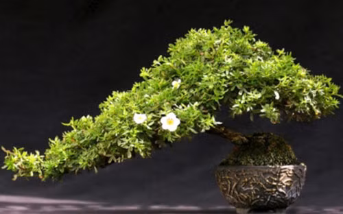 Chậu cảnh kích thước nhỏ nhưng giá trị lớn.