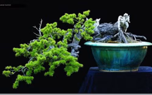 Cây Juniper (bách xù) tạo dáng rất bắt mắt.