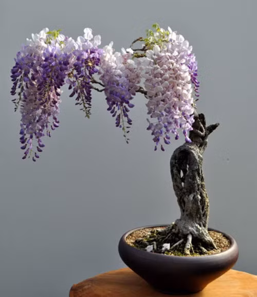 Chậu hoa tử đằng (wisteria).