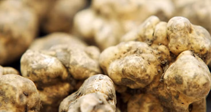 Có giá đắt đỏ như vậy là vì chúng chỉ xuất hiện trong vài tháng ở một vùng đất nhỏ Italia (Piedmont). Giá bán của nấm cục trắng thường dao động trong mức 4.000 USD/kg. Ảnh: Richestlifestyle.