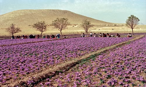 Hơn nữa, loài cây này chịu ảnh hưởng rất nhiều của thời tiết. Mưa, lạnh hay nóng ẩm đều có thể khiến sản lượng của hoa sụt giảm. Ảnh: The New York Times.
