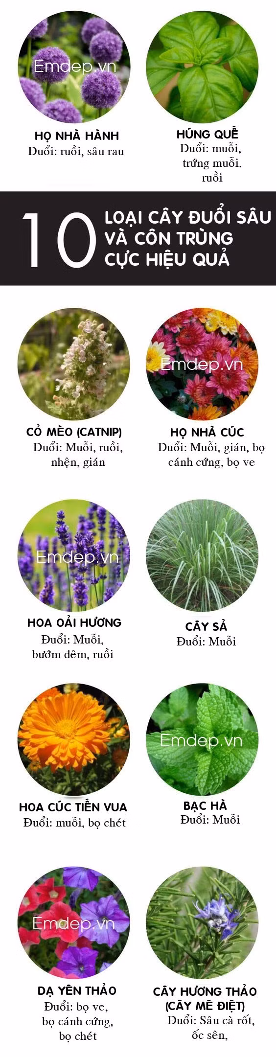 10 loai cay duoi sau va con trung hieu qua hon ca phun thuoc