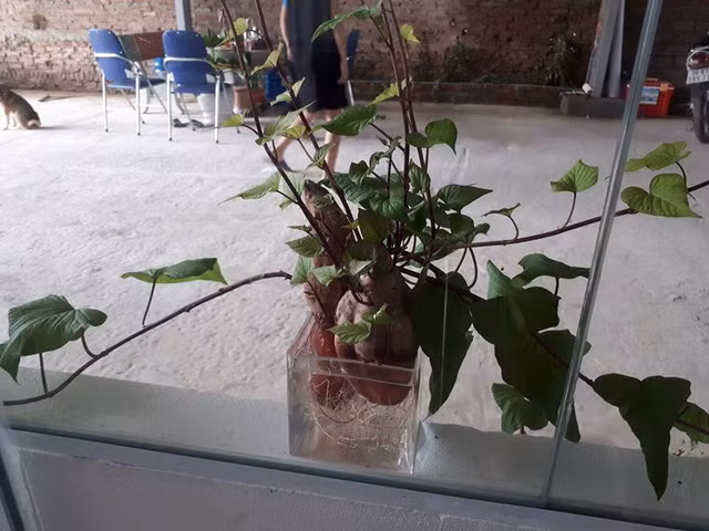 Hiện nay, các bình trồng cây hay cắm cây không còn cồng kềnh mà càng đơn giản lại càng được ưa chuộng. Nhiều dân văn phòng đặc biệt thích các loại cốc, ly. Cụ thể như trồng trong cốc, một cái âu nhiều màu hay thậm chí một cái ly nhỏ được trang trí bắt mắt một chút cũng hoàn toàn chinh phục được giới văn phòng. Do đó, không khó để thấy góc làm việc của nhiều anh, chị, em là những bình thủy tinh nhỏ xinh trồng cây xanh.