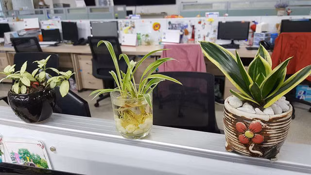 Không chỉ giúp làm đẹp không gian, cây cảnh văn phòng còn có tác dụng thanh lọc không khí, cản bức xạ máy tính, cũng như mang ý nghĩa phong thủy. Mức giá cả mỗi chậu cây để bàn dao động từ 80.000 đồng - 250.000 đồng - phù hợp với đại đa số dân công sở. Cụ thể giá một số loại cây phổ biến như cọ Nhật 120.000 đồng, kim tiền 150.000 đồng, kim ngân 150.000 đồng...