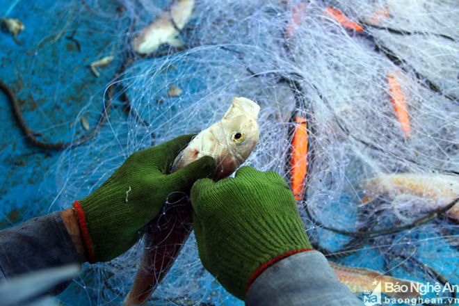 9 tấn chủ yếu là cá mỏ lết, hay còn gọi cá rìu. Ngoài thuyền trưởng Sơn, trên tàu còn có 11 thuyền viên. Anh Sơn cho hay, mỗi chuyến đi biển được chia theo tỷ lệ chủ tàu hưởng 6 phần, mỗi thuyền viên còn lại một người một phần, nếu phụ trách đầu bếp được cộng thêm 0,3 phần.