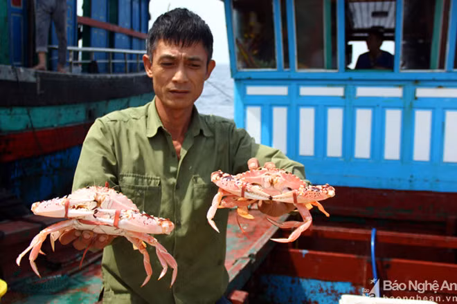 "Trung bình mỗi ngày trên biển kiếm được 30 triệu đồng. Nhưng thật ra hơn thế nhiều, bởi tàu mất gần 3 ngày để chạy đi và chạy về, thực tế chỉ đánh bắt được 6 ngày, mỗi ngày 1,5 tấn cá" - anh Sơn nói. Mỗi con ghẹ đỏ như thế này có giá đến 300.000 đồng bán trên biển.