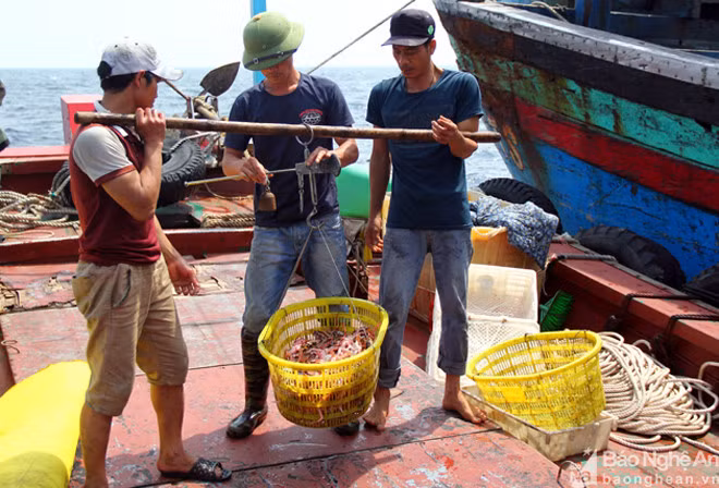 Thương lái đến tận tàu đang đánh bắt ngoài khơi để thu mua ghẹ đỏ và sam biển.