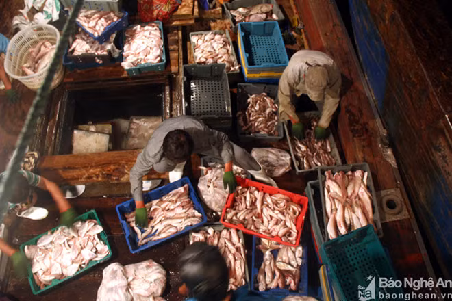 Sau khi vào cảng Lạch Cờn, cá tiếp tục được phân loại để bán cho thương lái. Anh Nguyễn Phúc Sơn cho hay, từ đầu năm đến nay, hầu hết các chuyến đi biển của ngư dân Quỳnh Phương đều trúng./.