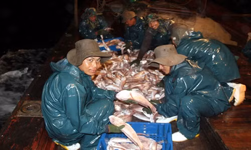 Xem tau danh ca cua ngu dan Nghe An kiem 30 trieu dong/ngay