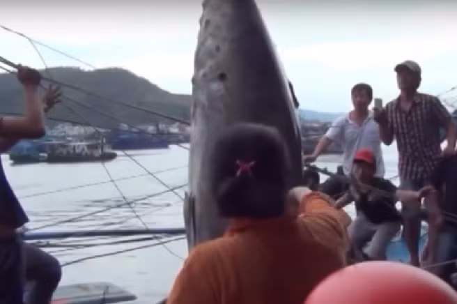 Các chuyên gia Nhật Bản có mặt để xác định trọng lượng chính xác của con cá.