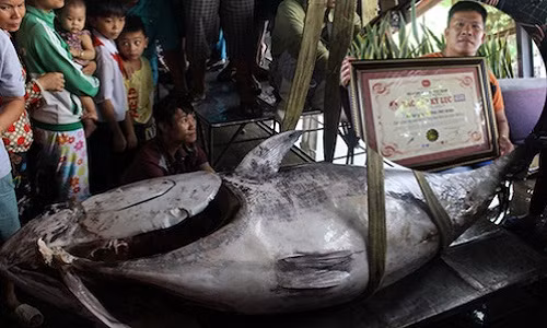 Can canh ca ngu vay xanh lon nhat Viet Nam gia 55 trieu